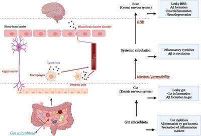 Precious but convenient means of prevention and treatment: physiological molecular mechanisms of interaction between exercise and motor factors and Alzheimer’s disease